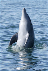 Roční mládě delfína