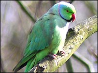 Rose-ringed parakeet: Pic Colin Sedgewick