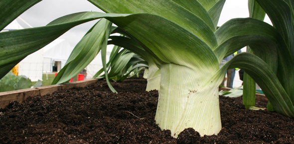 Giant leeks