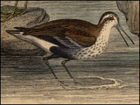 Dunlin by Getty Images