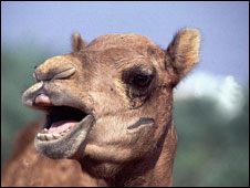A camel