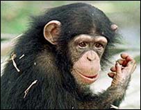 شامپانزه