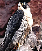 Peregrine Falcon