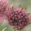 Astrantia major 'Roma'