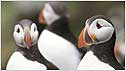 Puffins c/o RSPB Image and Andy Hay