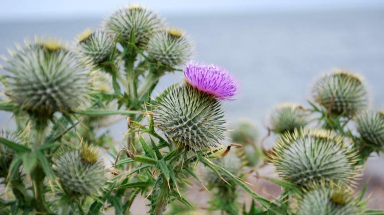 Fòghnain air Tràigh Ros Mhaircnidh, An t-Eilean Dubh