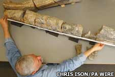 Jaw bone of a fossilised pliosaur