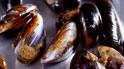 Mussels