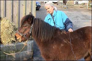 Cilla King brushing a pony 