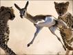 Foto: Bridgena Barnard/Veolia Environment Wildlife Photographer of the Year 2010