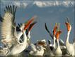 Foto: Jari Peltomäki/Veolia Environment Wildlife Photographer of the Year 2010