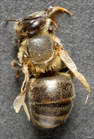 Bee with varroatosis
