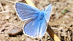 A common blue butterfly