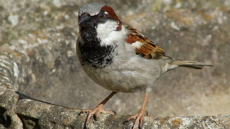 A house sparrow