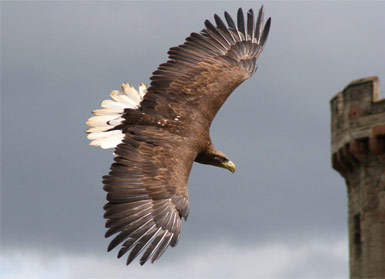 Eagle