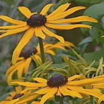 Rudbeckia