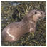 Otter RSPB