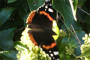 red_admiral.jpg