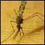 Mosquito
