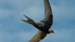 Swift - Copyright Northern Ireland Envionment Agency
