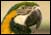parrot