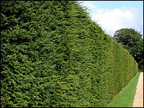 hedge
