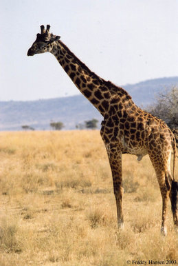 The little giraffe that could