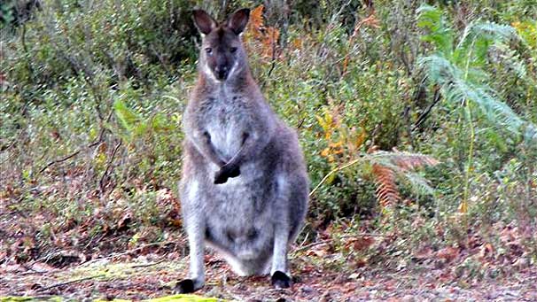 Two curious wallabies eventually ventured nearer to Alastair and Annie's campsite.