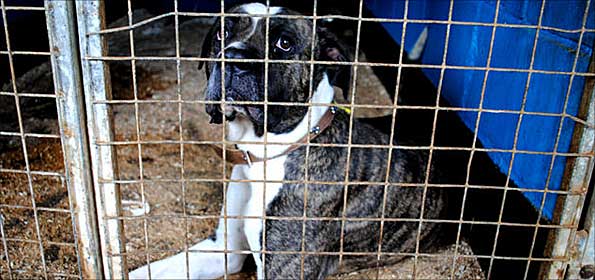 Dog waiting to be rehomed