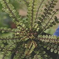 Blechnum fluviatile 'Klwaklwak'
