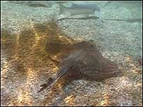 Underwater life