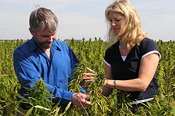 looking at hemp