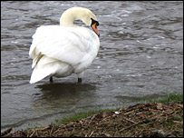 A mute swan in flood water on Rawcliffe Meadows