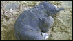 Bebê elefante