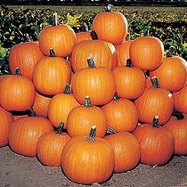 Pumpkin 'Jack of All Trades'