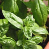 Basil