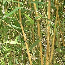 Phyllostachys aurea