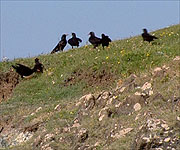 Several Choughs gathering on the hillside