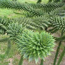 Chilean pine