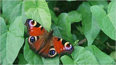 Peacock Butterfly c/o Natural England adn Glendell