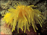 Sunset Coral: Pic by Keith Hiscock, DWT