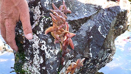rockpool_starfish.jpg
