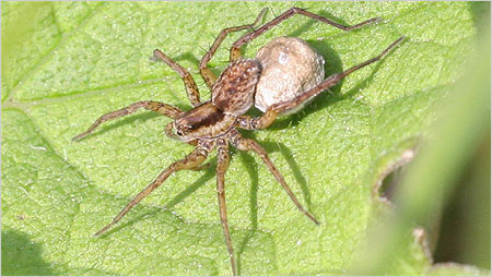 Wolf spider with egg sack c/o Margaret Holland