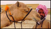 The Camel Beauty Contest