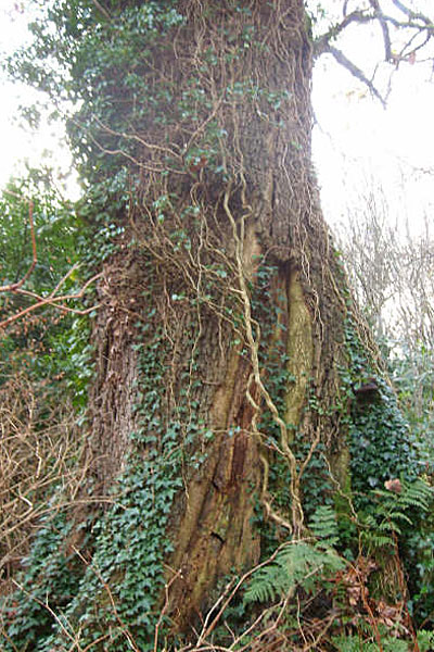 Susan Gass and Peter Archdale