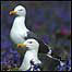 Gulls