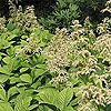 Rodgersia pinnata 'Superba'
