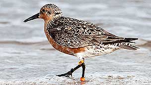 Playero rojizo Foto: Jan Van de Kam 