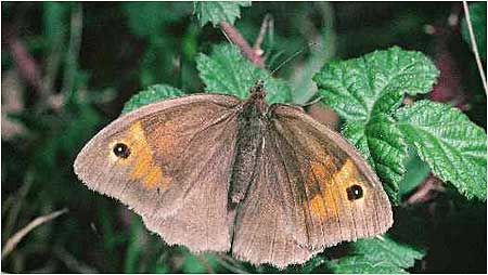Meadow Brown c/o Natural England