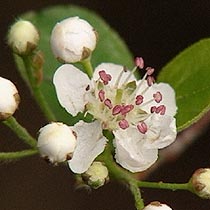 Aronia melanocarpa 'Autumn Magic'